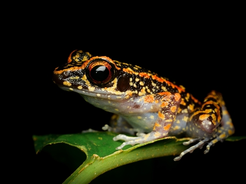 Matang Frog, Hylarana signata