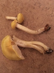 Hygrophorus lucorum