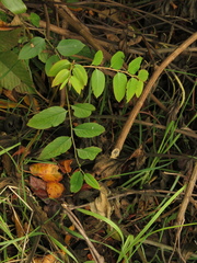 Phyllanthus salviifolius