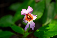 Impatiens bonii