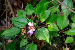 Impatiens bonii