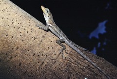 Anolis luciae