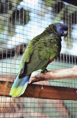Amazona versicolor