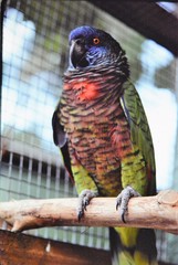 Amazona versicolor