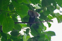 Rhipidura albicollis