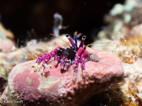Calcinus haigae observed 2025-09-13
