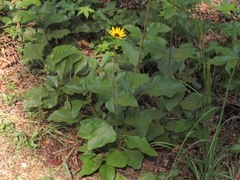 Helianthus silphioides
