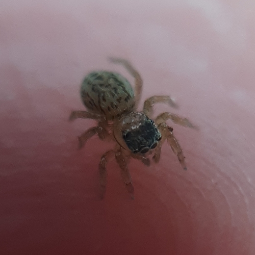 White-Palped Jumping Spider, 6721 MK Bennekom, Netherlands, photo 6 of 10