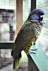 Amazona versicolor