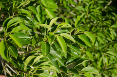 Ficus marmorata image