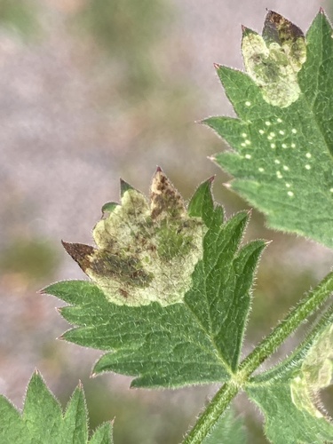 Phytomyza pimpinellae