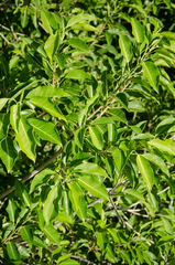 Ficus marmorata image