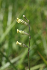 Silene burchellii multiflora