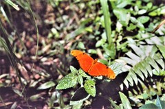 Dryas iulia lucia