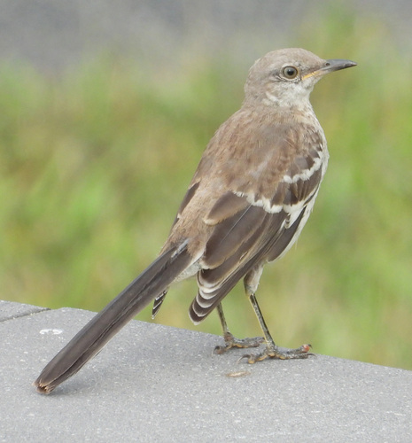 Northern Mockingbird, photo 9 of 9