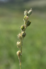 Silene burchellii multiflora