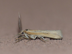 Thaumatopsis pexellus