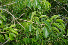 Ficus marmorata image