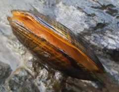 Alasmidonta marginata