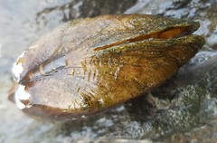 Alasmidonta marginata