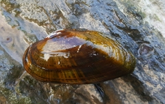 Alasmidonta marginata