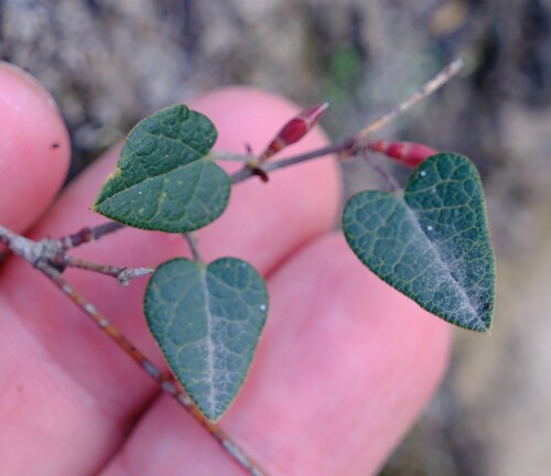 Victorian Flat-pea (Platylobium alternifolium)