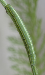 Bupalus piniaria