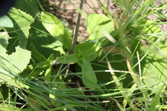 Silene burchellii multiflora