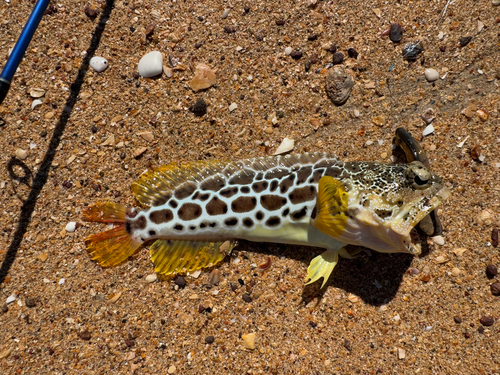 Leopard Jawfish