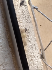 Latrodectus geometricus