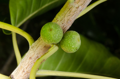 Ficus marmorata image