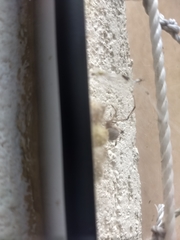 Latrodectus geometricus