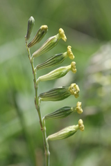 Silene burchellii multiflora