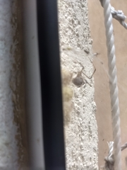 Latrodectus geometricus