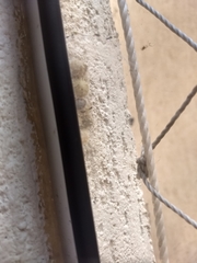 Latrodectus geometricus