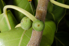 Ficus marmorata image