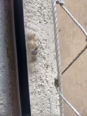 Latrodectus geometricus