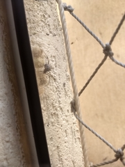 Latrodectus geometricus