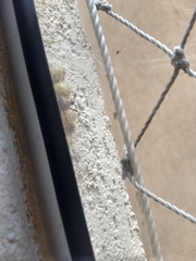 Latrodectus geometricus