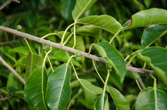 Ficus marmorata image