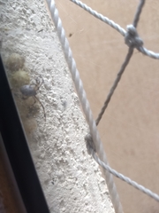 Latrodectus geometricus