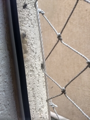 Latrodectus geometricus