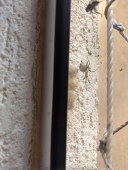 Latrodectus geometricus
