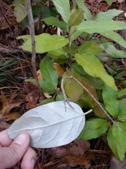 Croton alabamensis