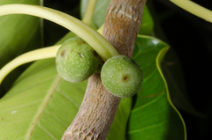 Ficus marmorata image