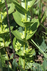 Vangueria venosa