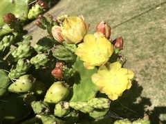 Opuntia arechavaletae