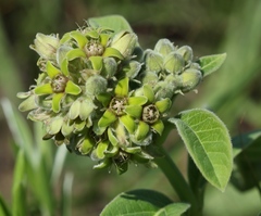 Raphionacme galpinii