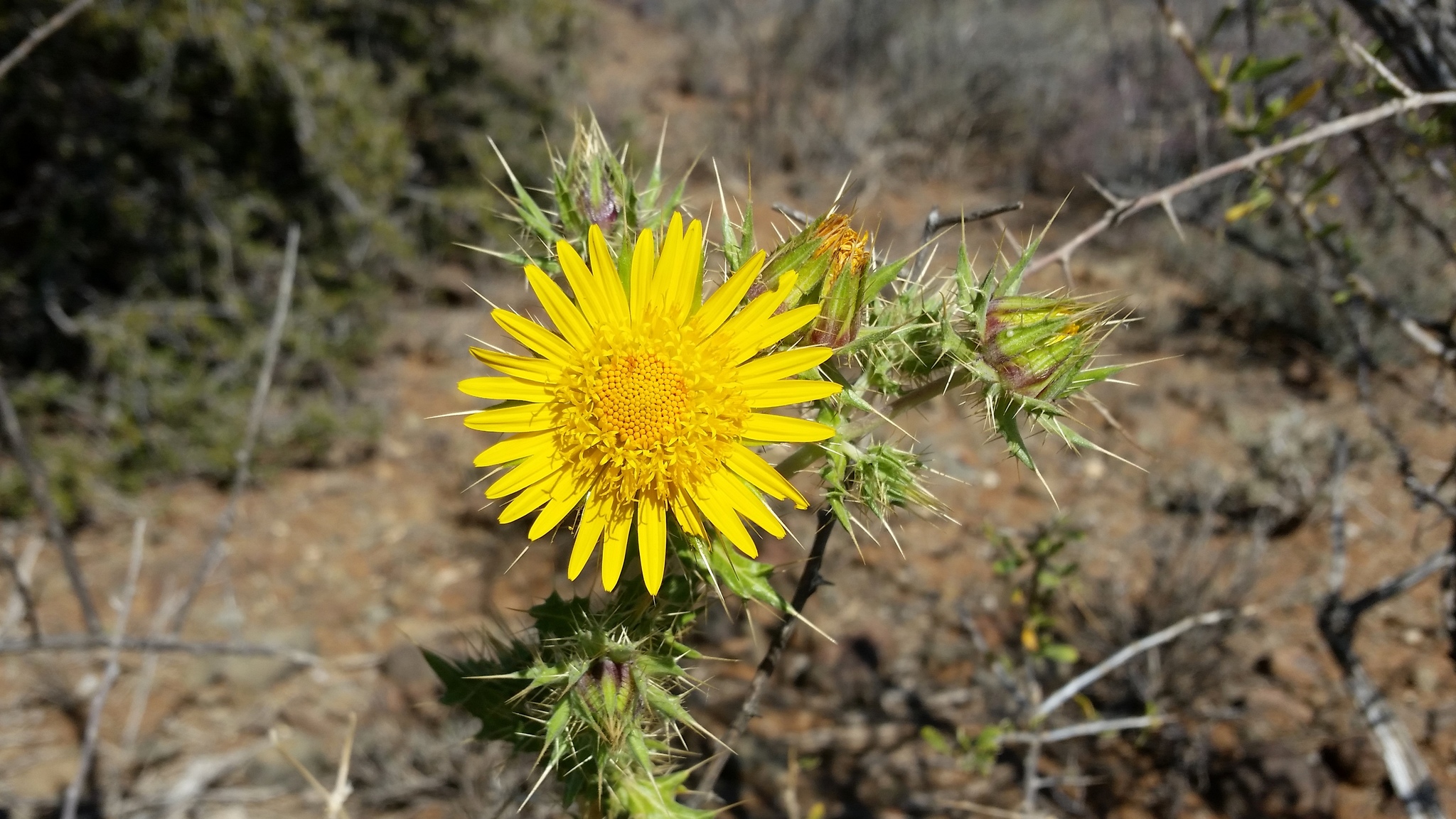 Berkheya heterophylla