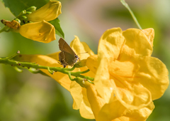 Callophrys xami